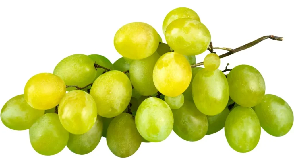 scientific name of grapes