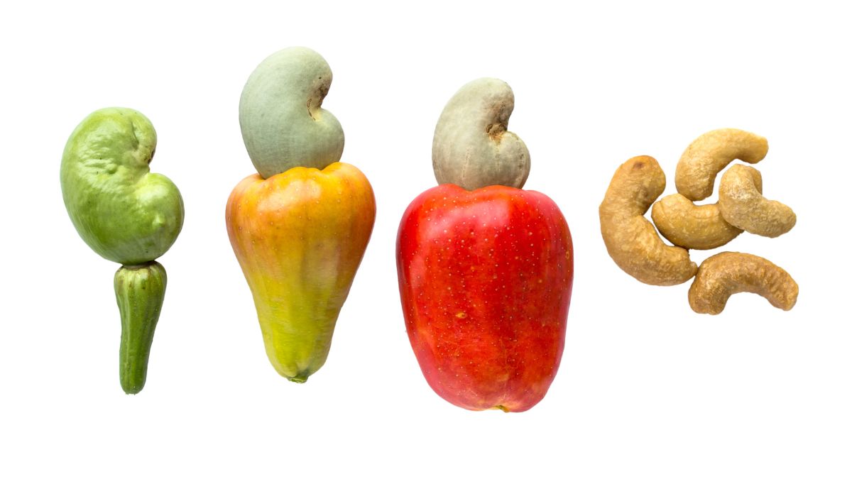 meaning of cashew in hindi